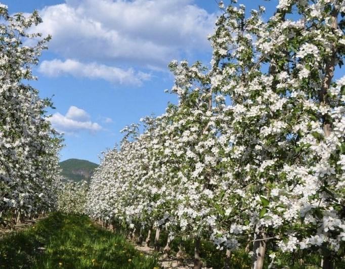 Appartamento Millenniumshof Caldaro Esterno foto